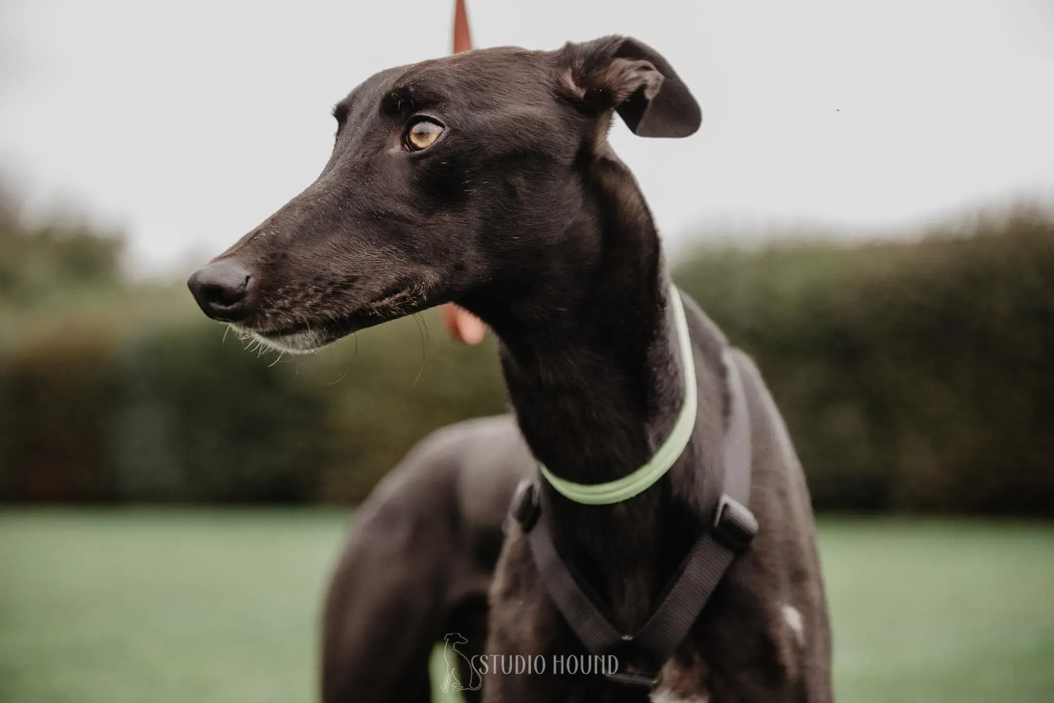 Thomas foster adozione levrieri greyhound 5