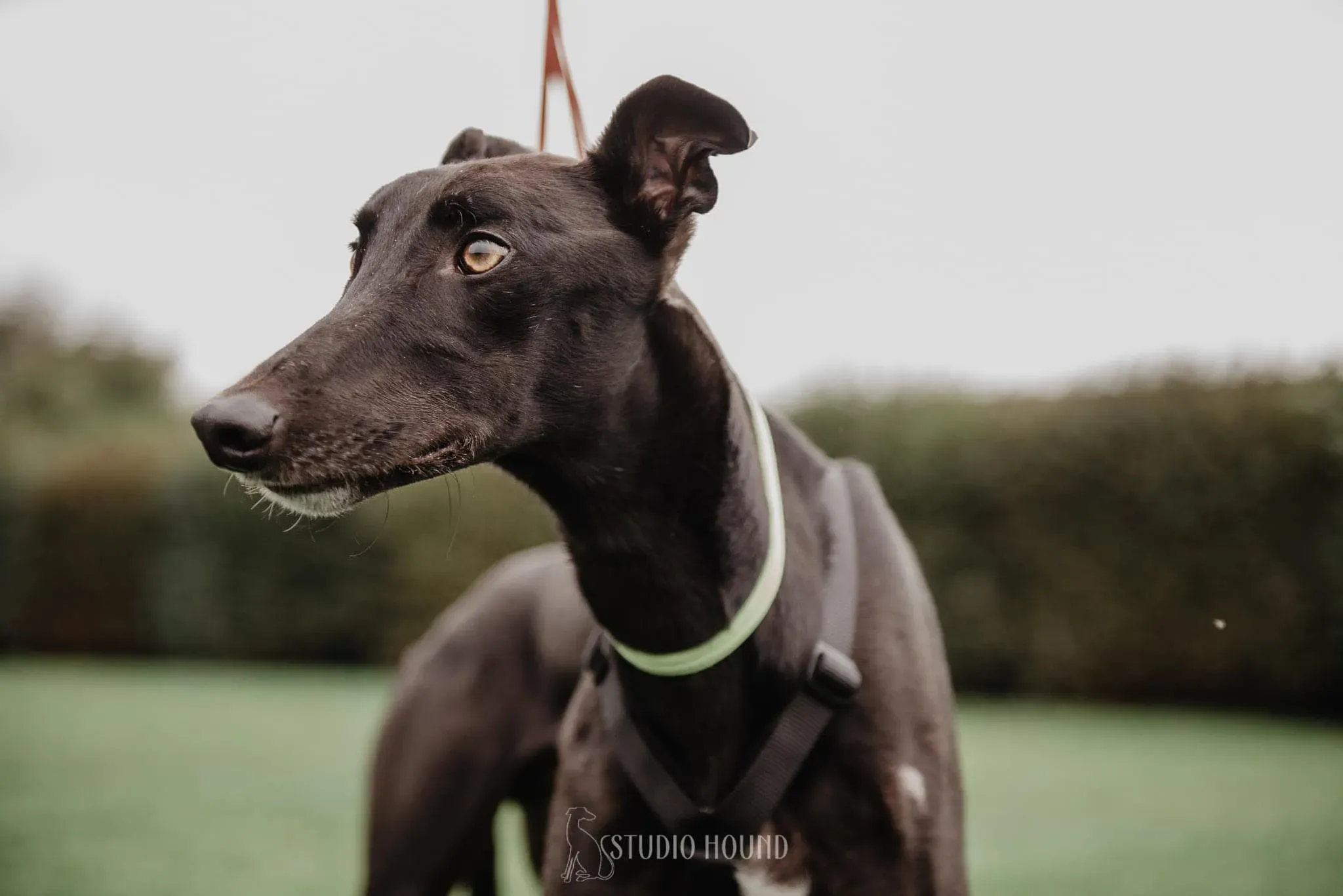 Thomas foster adozione levrieri greyhound 6