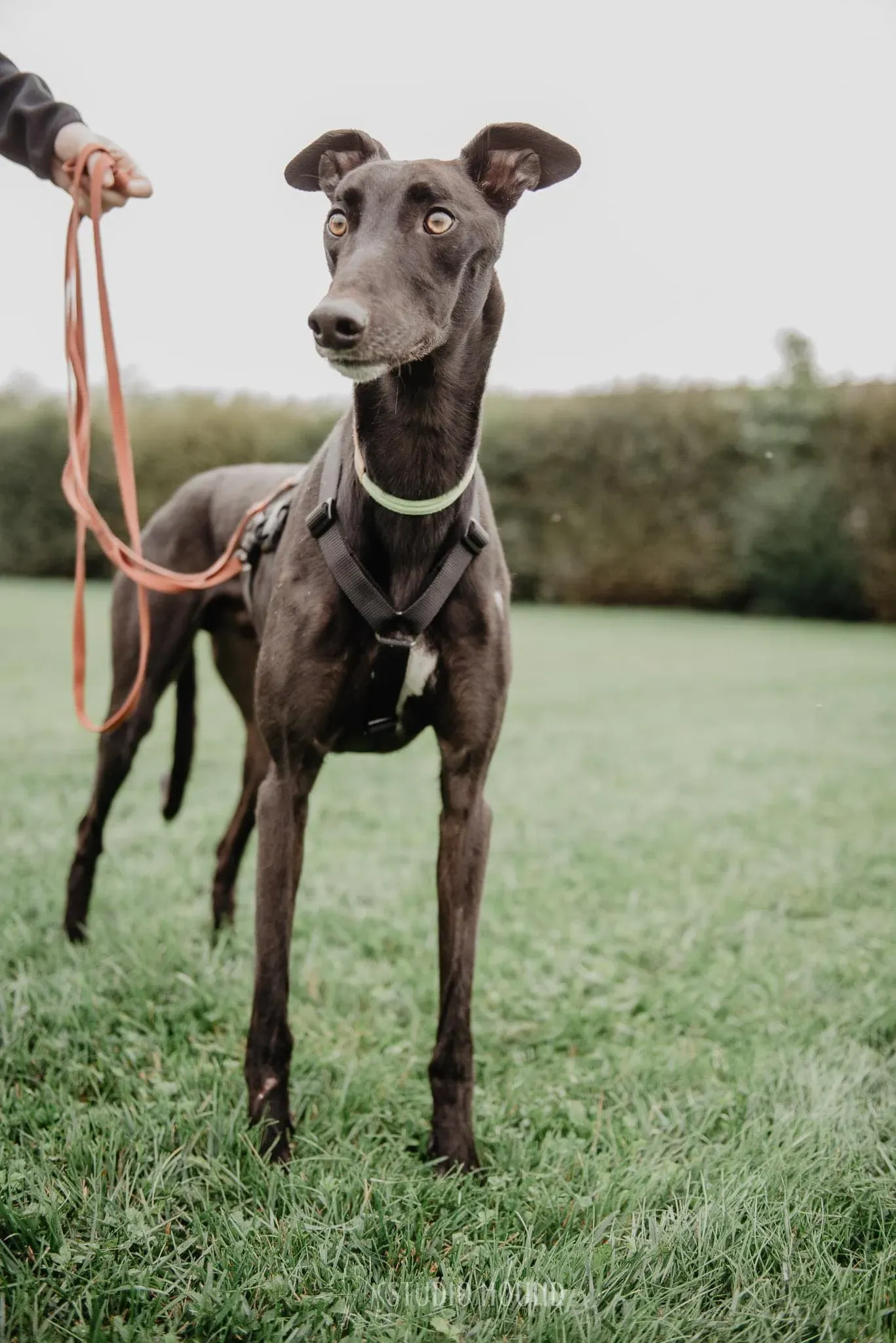 Thomas foster adozione levrieri greyhound 7