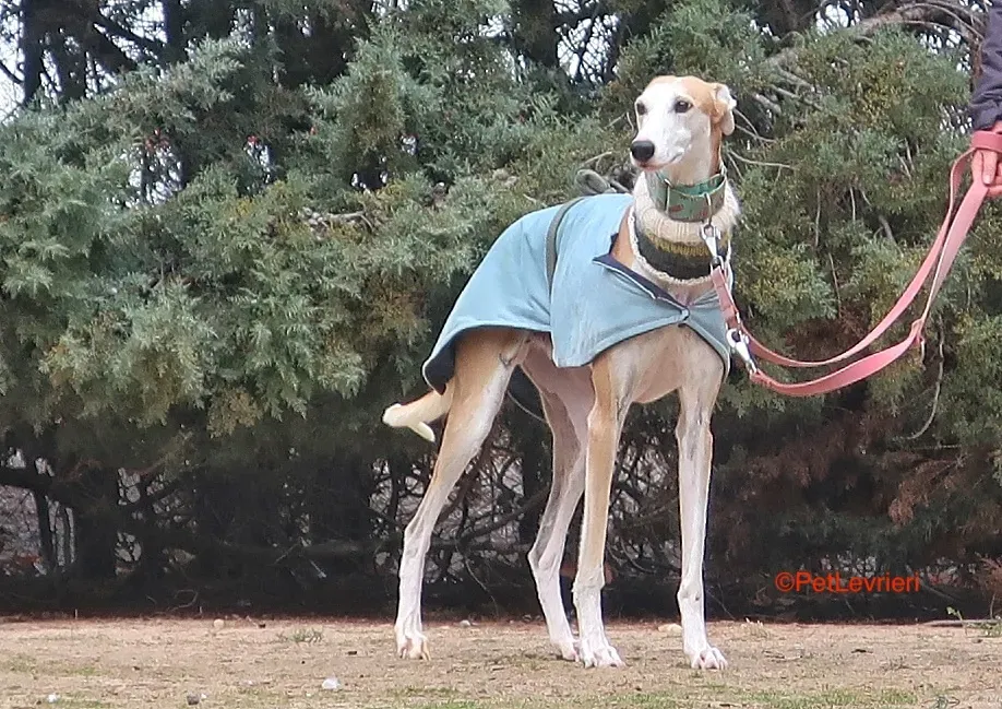 Thor adozione levrieri galgo 1