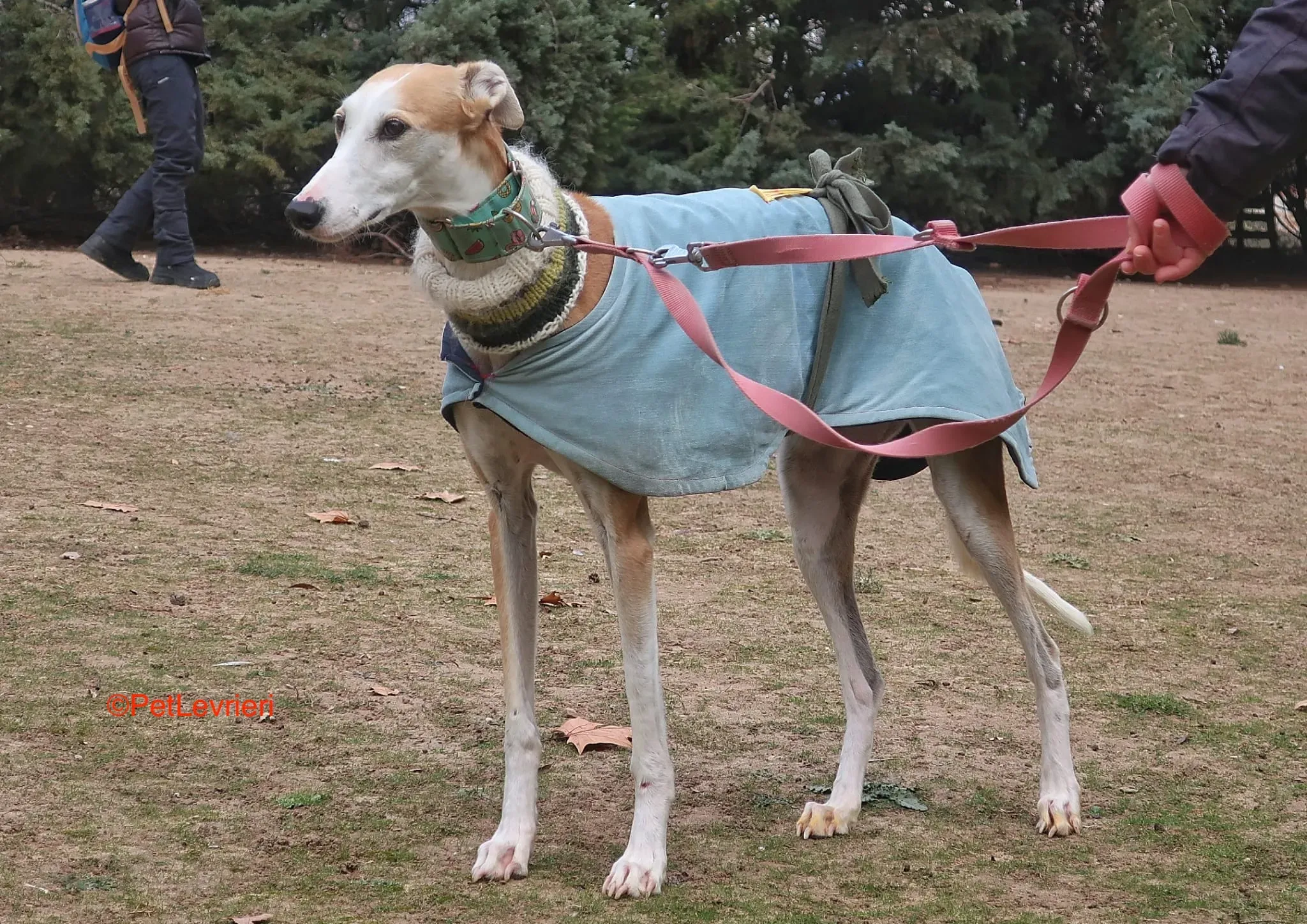 Thor adozione levrieri galgo 10