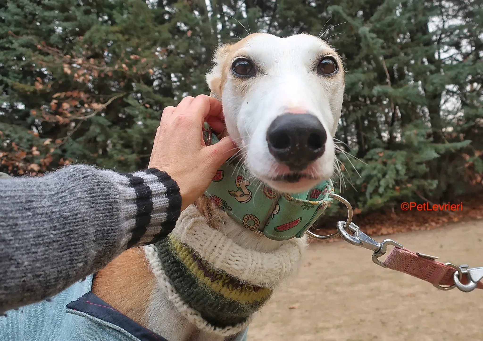 Thor adozione levrieri galgo 2