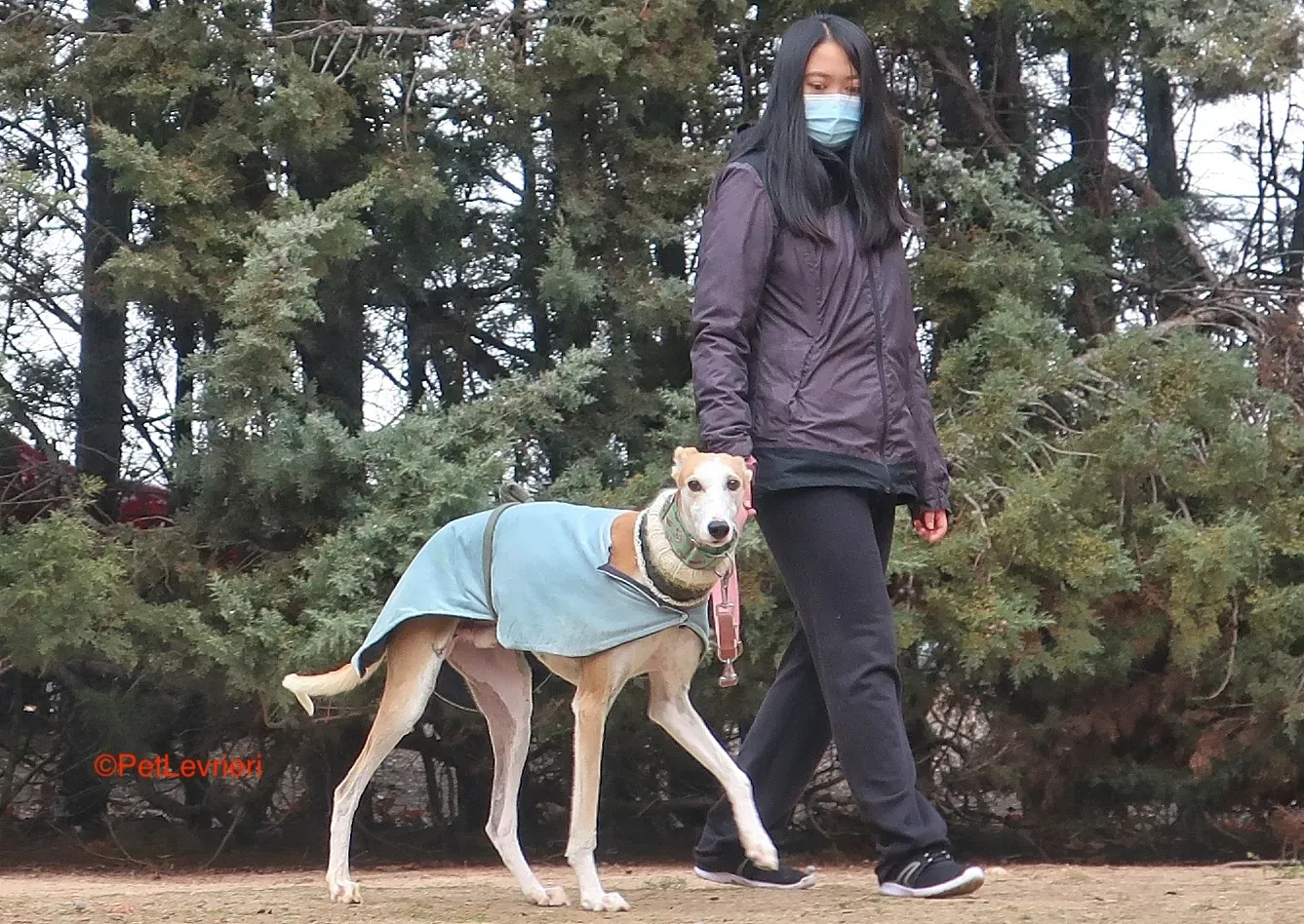 Thor adozione levrieri galgo 3