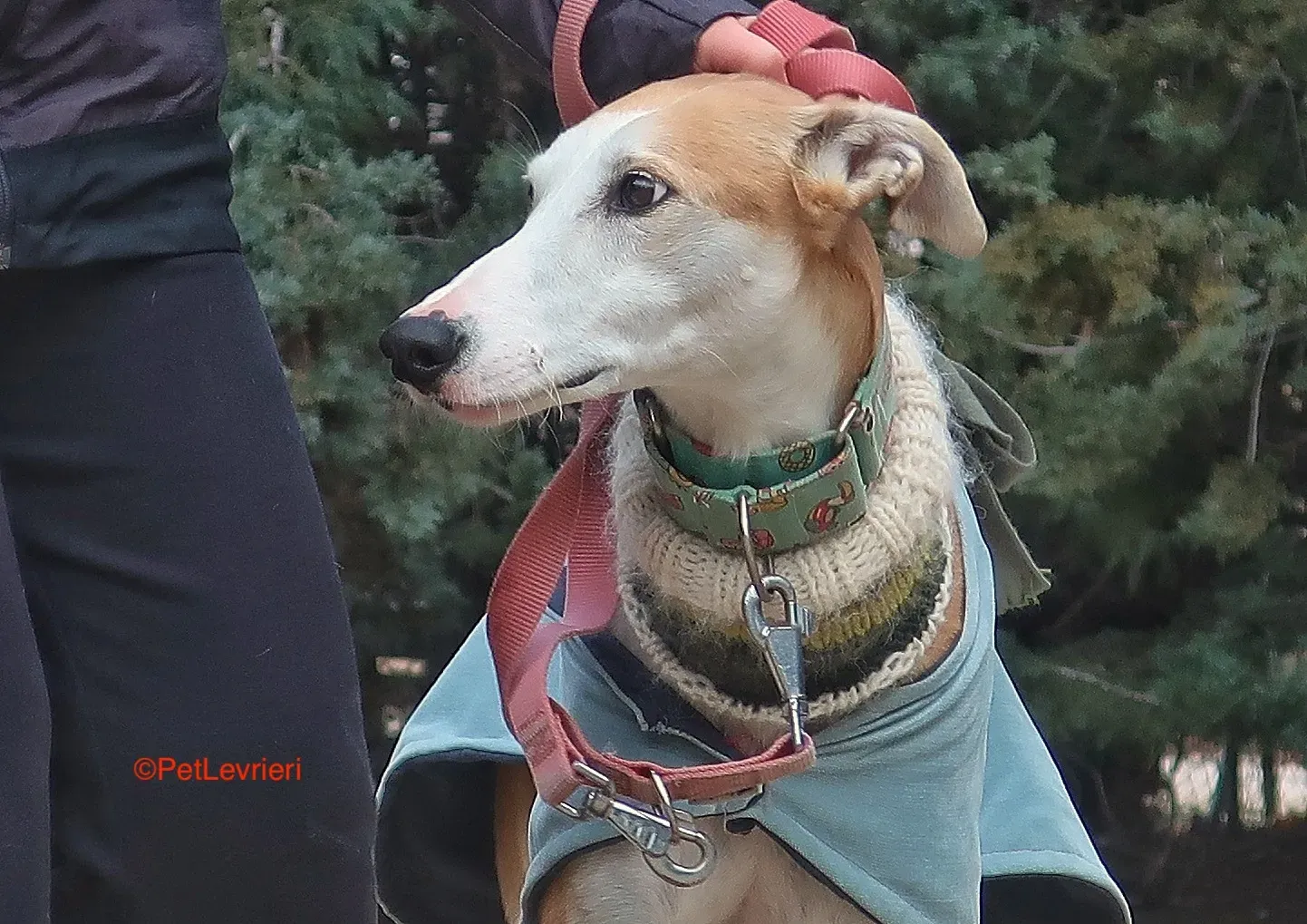 Thor adozione levrieri galgo 4