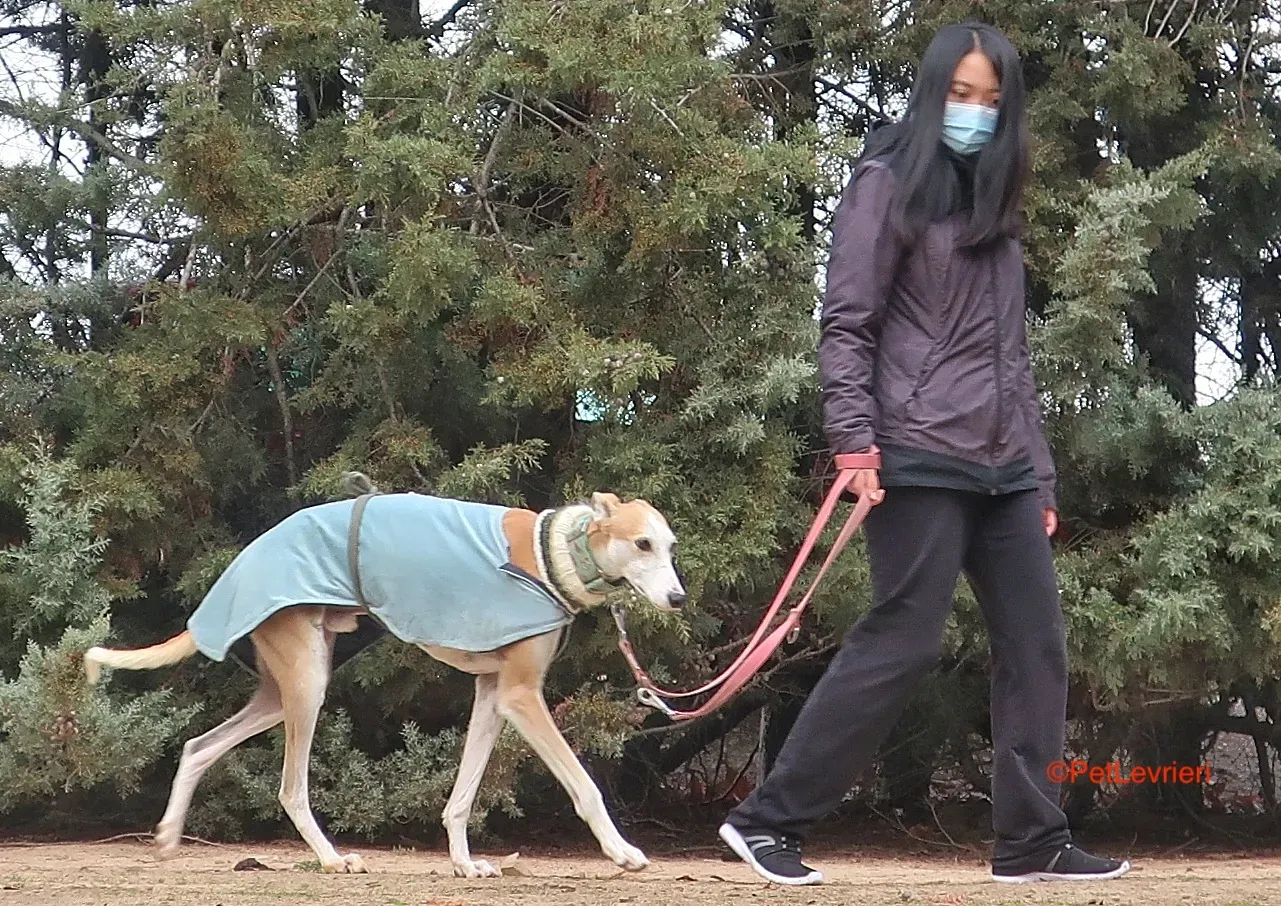 Thor adozione levrieri galgo 5