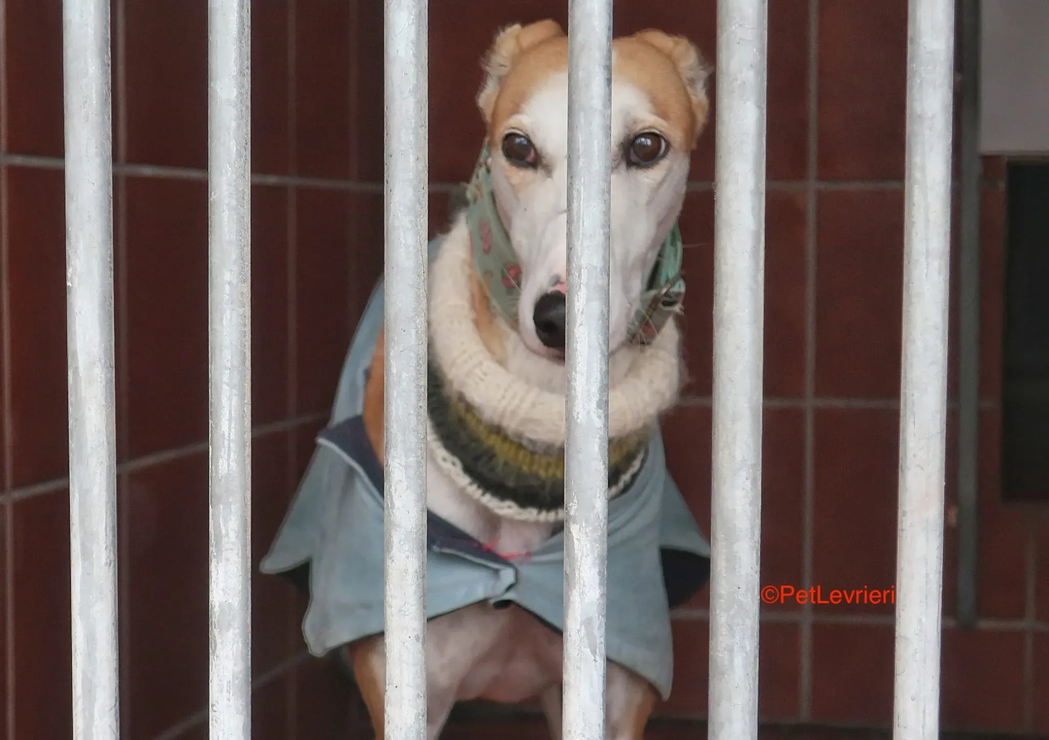 Thor adozione levrieri galgo 9