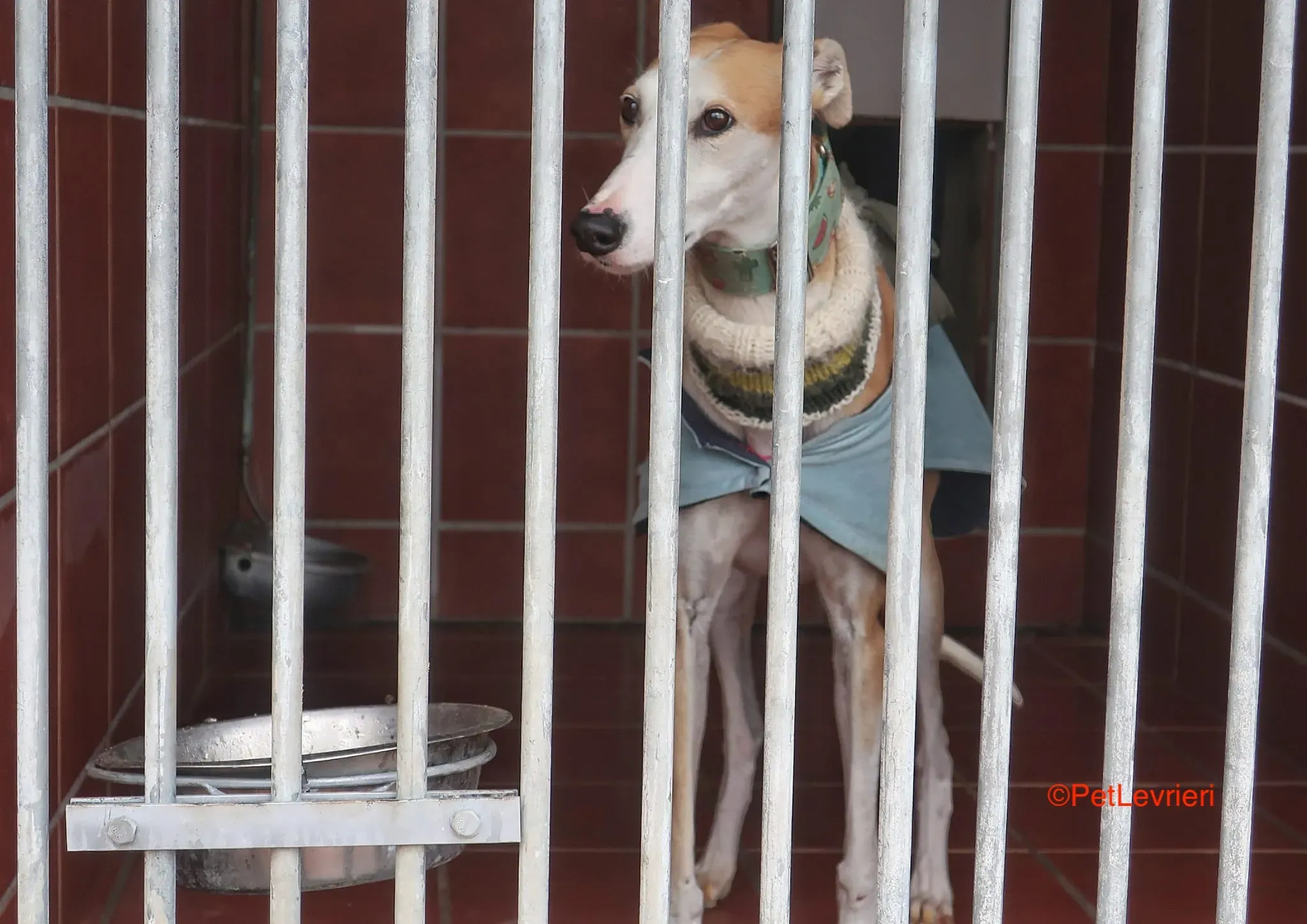 Thor adozioni levrieri galgo 11