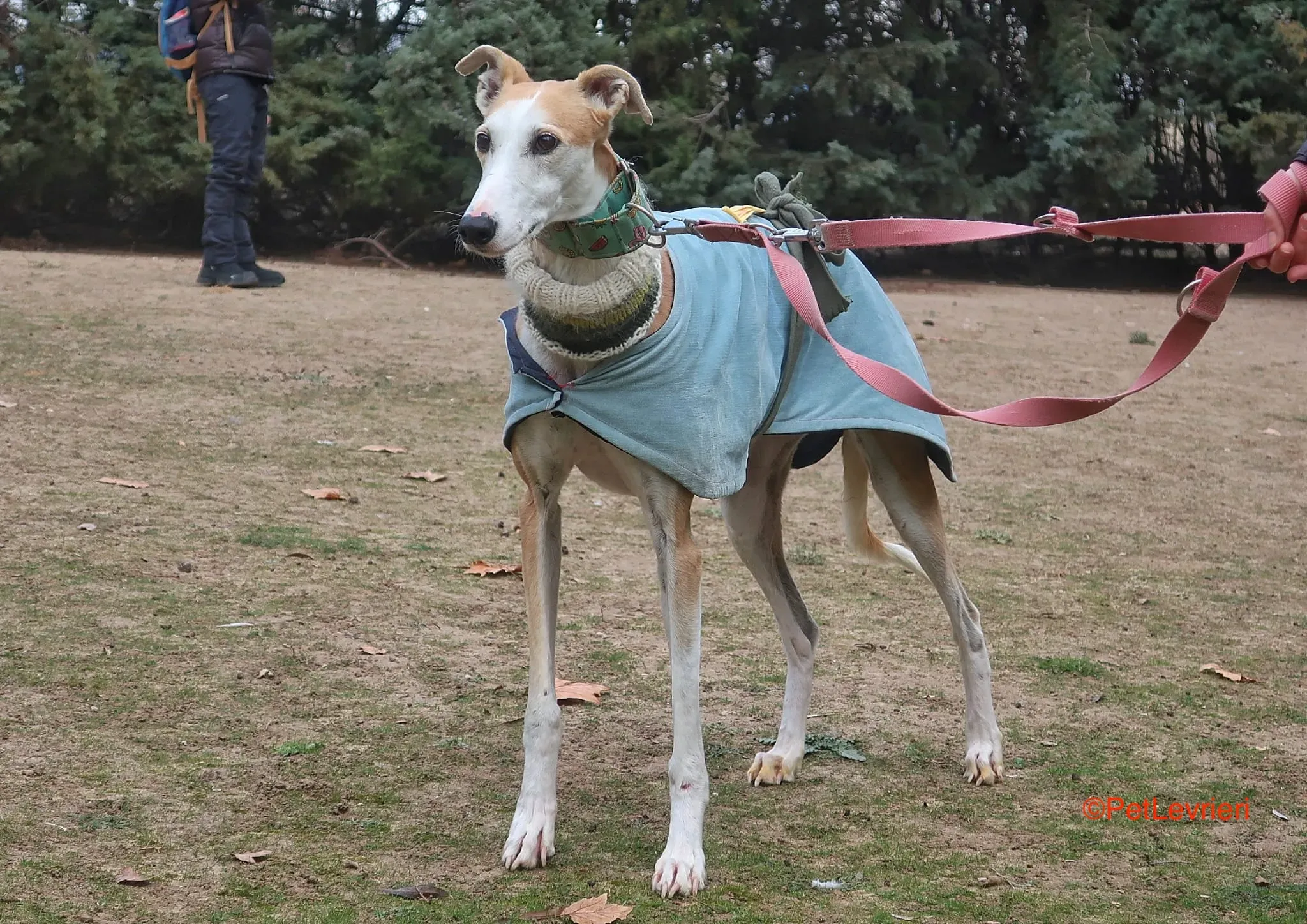 Thor adozioni levrieri galgo 12