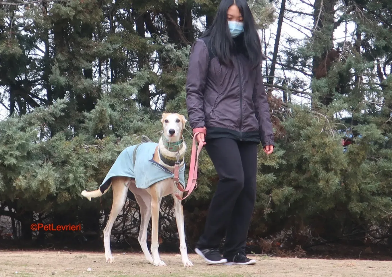 Thor adozioni levrieri galgo 14