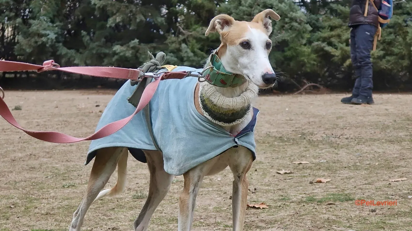 Thor adozioni levrieri galgo 15