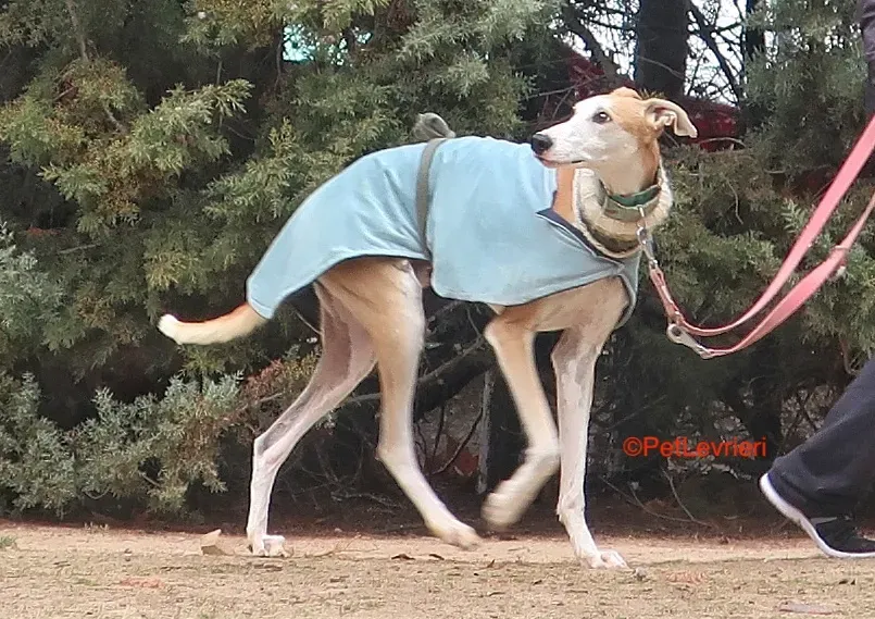 Thor adozioni levrieri galgo 6