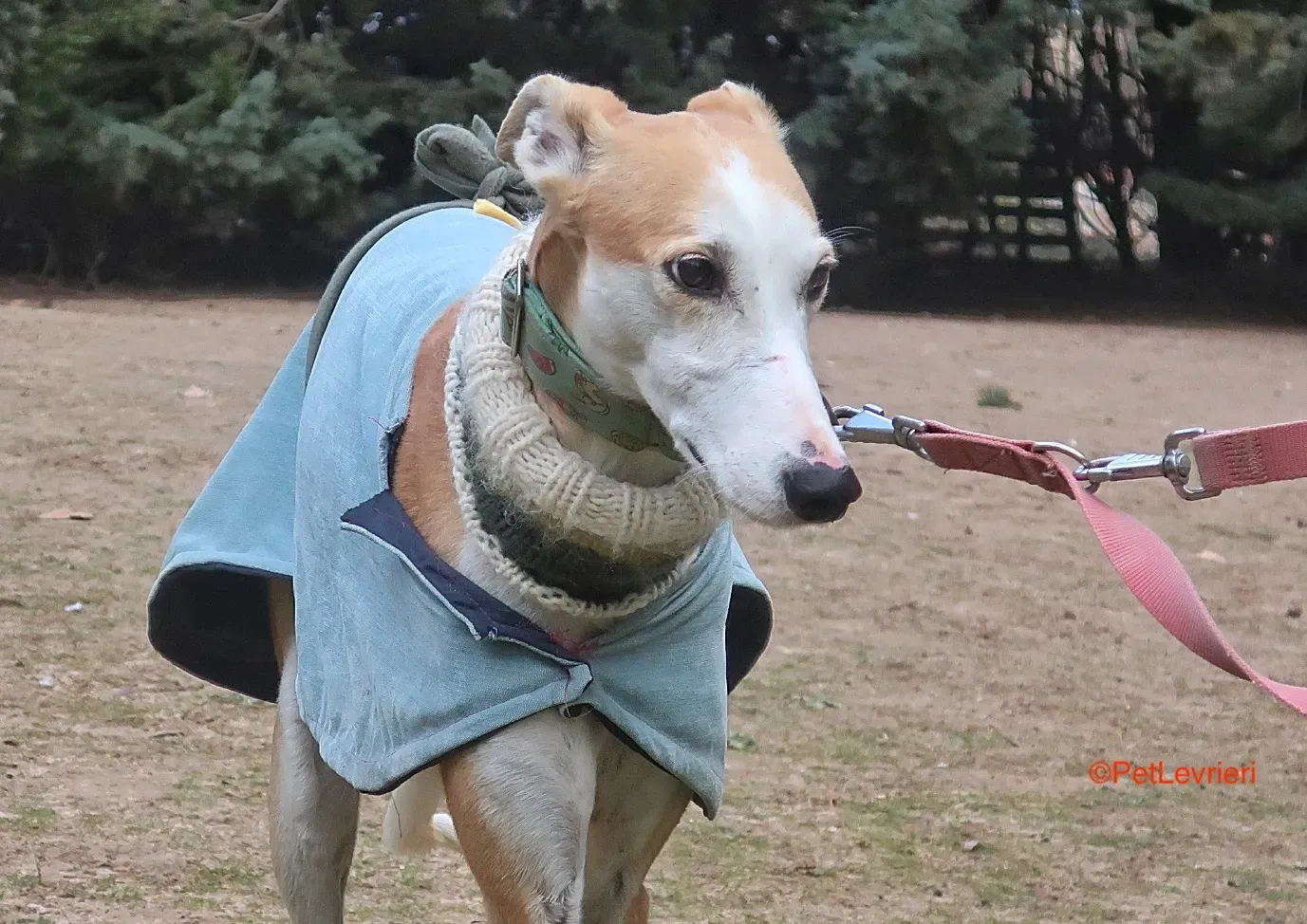 Thor adozioni levrieri galgo 7