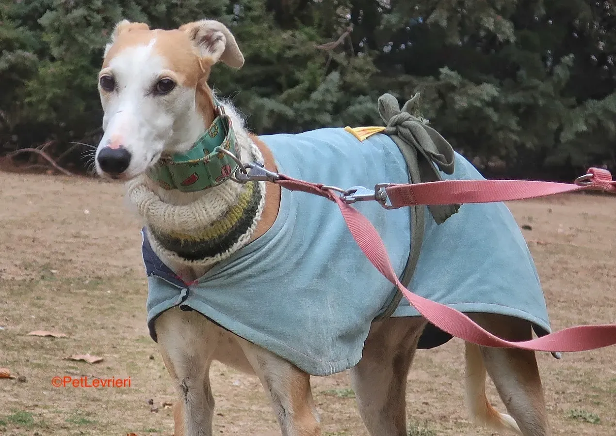 Thor adozioni levrieri galgo 8