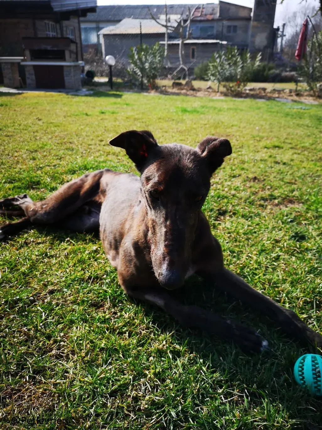 Thunder Sen Greyhound Cinodromo Macao Adozione Levrieri foster 1