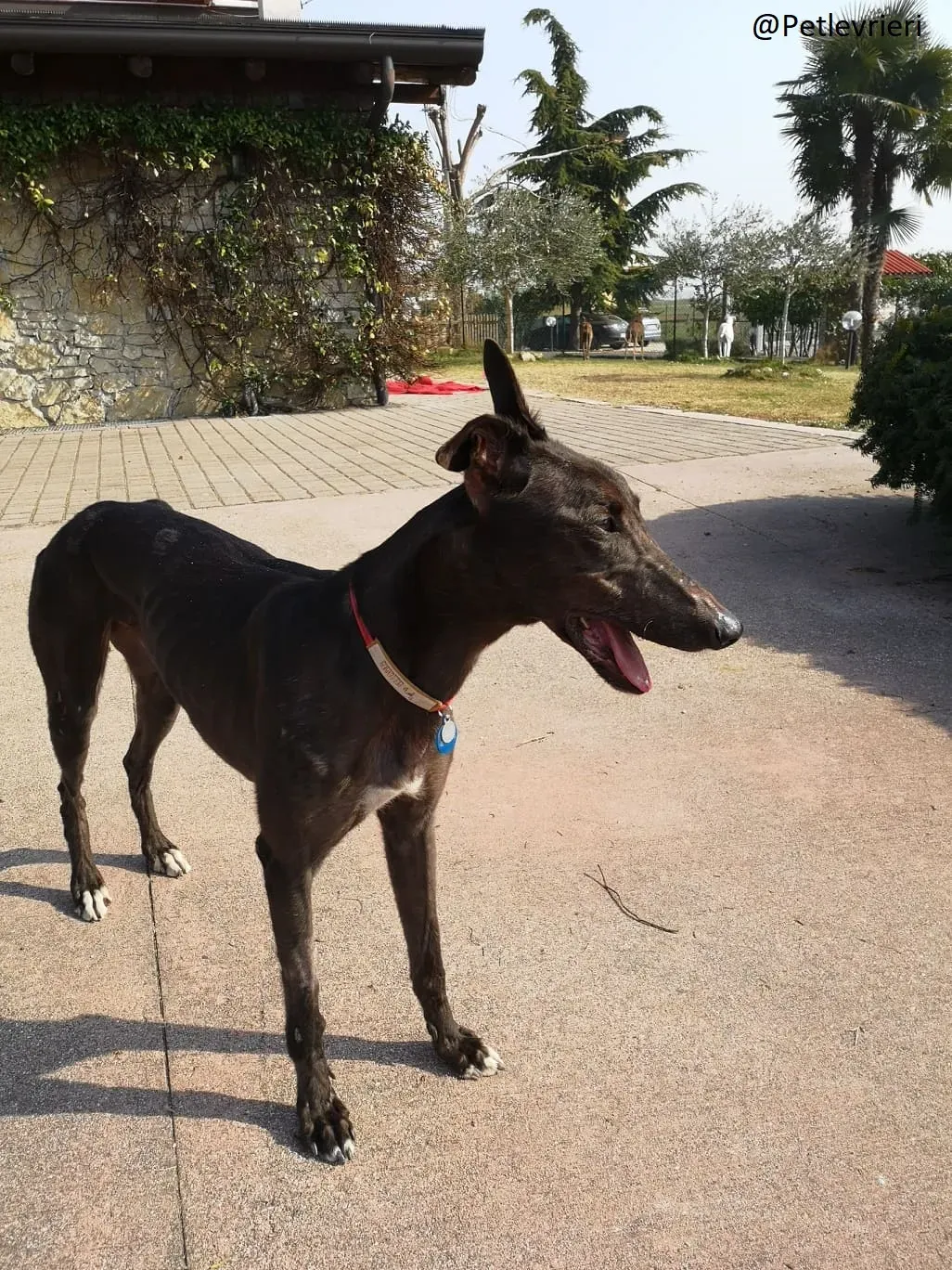 Thunder Sen Greyhound Cinodromo Macao Adozione Levrieri foster 2