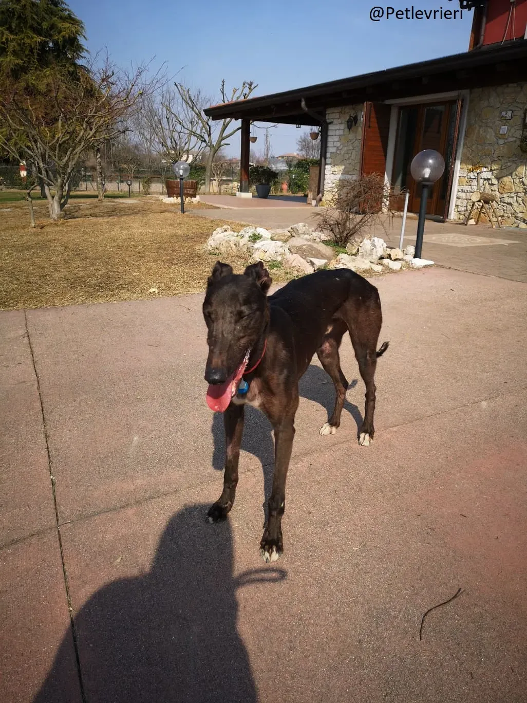 Thunder Sen Greyhound Cinodromo Macao Adozione Levrieri foster 3