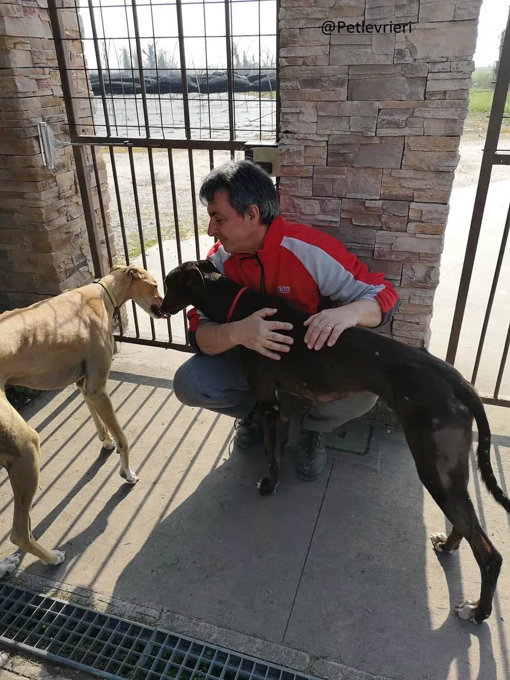 Thunder Sen Greyhound Cinodromo Macao Adozione Levrieri foster 4