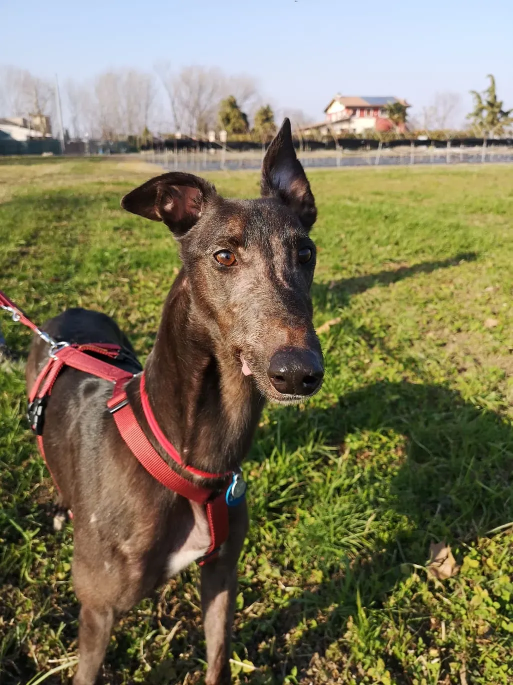 Thunder Sen greyhound adozione levrieri Macao foster 1