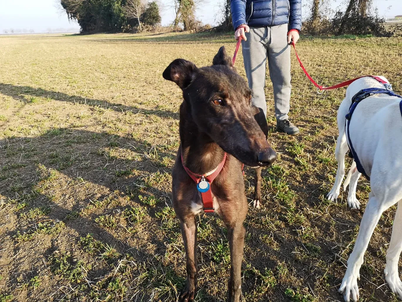 Thunder Sen greyhound adozione levrieri Macao foster 2