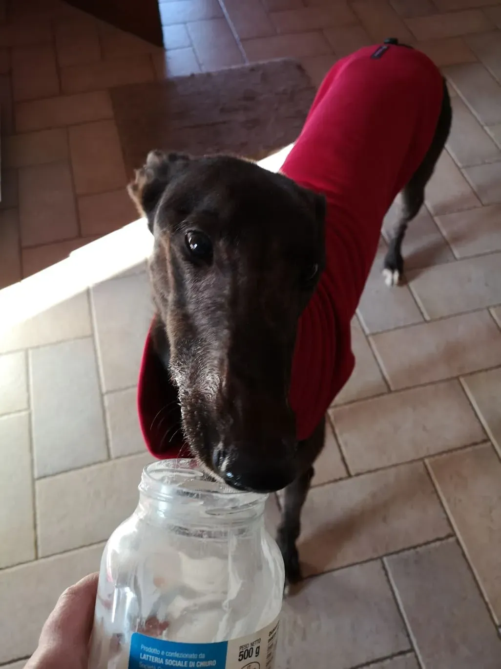 Thunder Sen greyhound adozione levrieri Macao foster 3