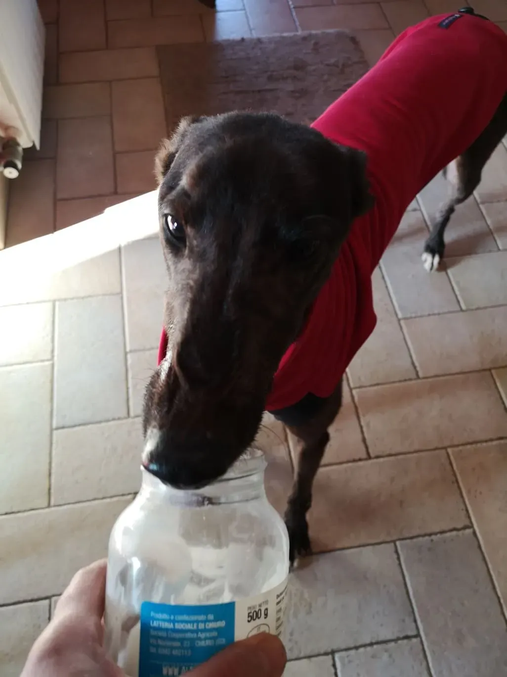Thunder Sen greyhound adozione levrieri Macao foster 4