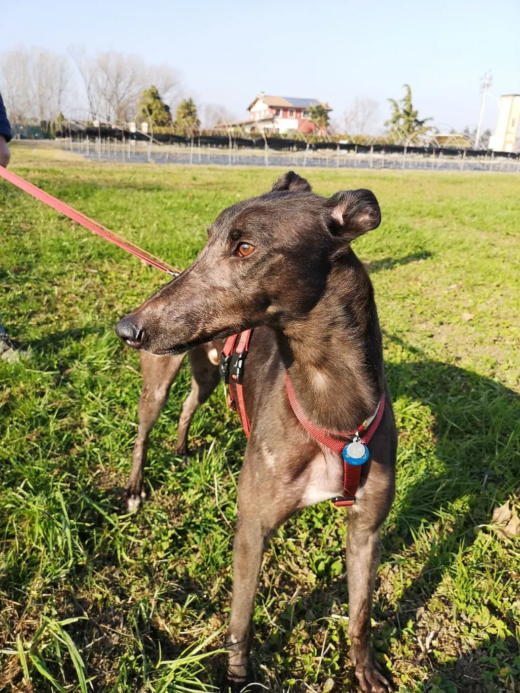 Thunder Sen greyhound adozione levrieri Macao foster 5