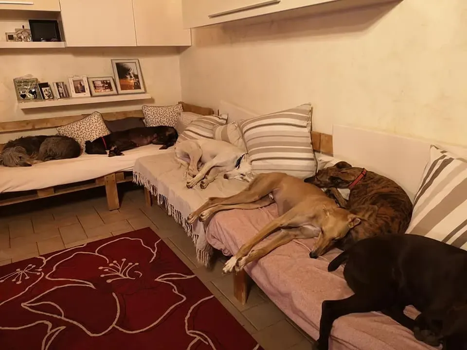 Thunder Sen greyhound adozione levrieri Macao foster 6