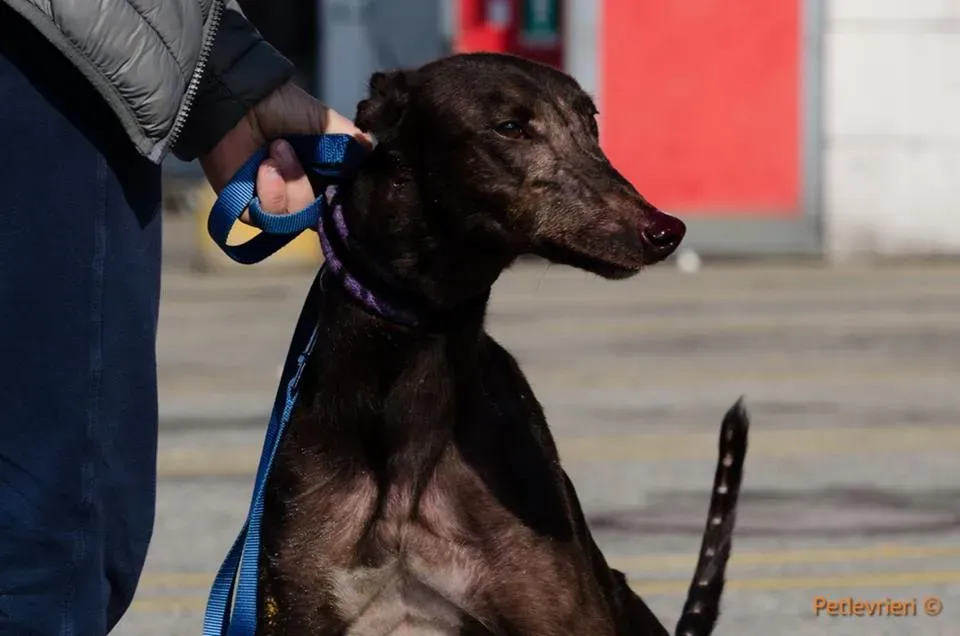 ThunderSen adozione greyhound macao 1