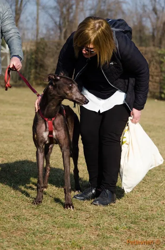 ThunderSen adozione greyhound macao 11