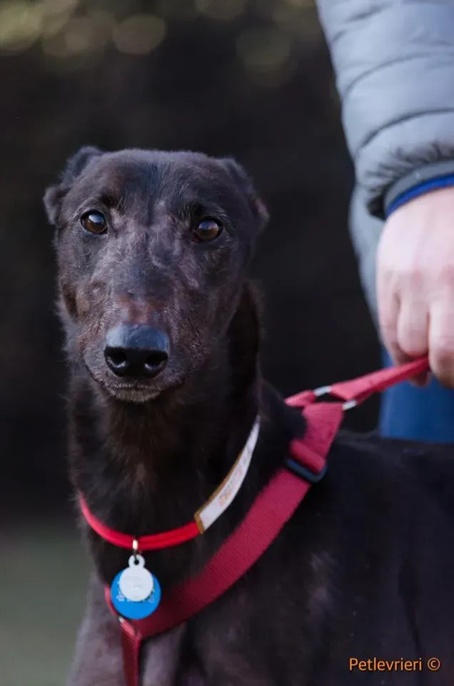 ThunderSen adozione greyhound macao 12