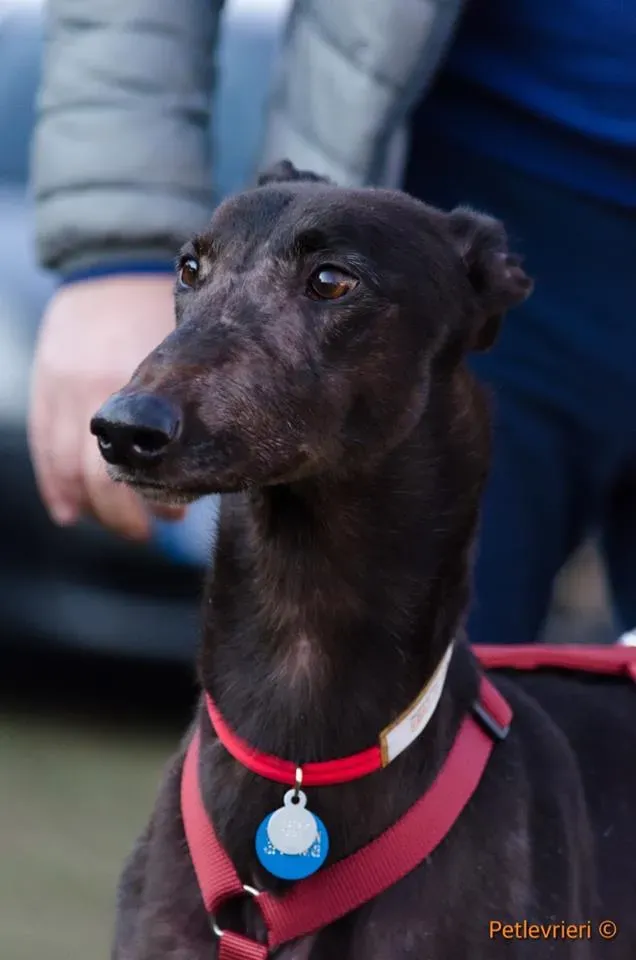 ThunderSen adozione greyhound macao 13