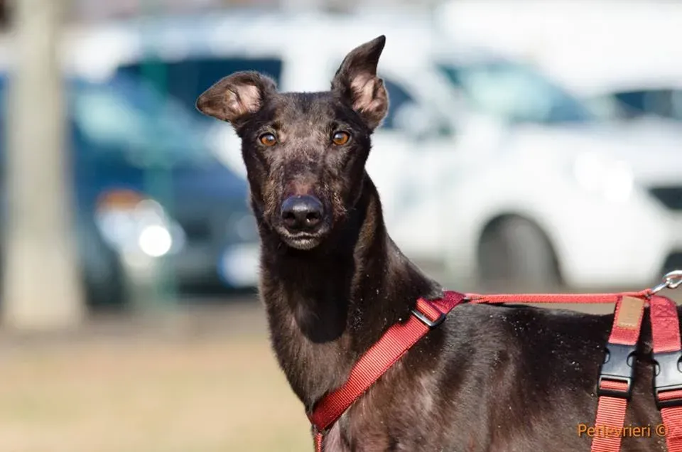 ThunderSen adozione greyhound macao 14