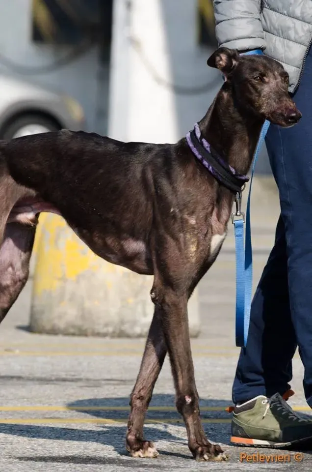 ThunderSen adozione greyhound macao 2