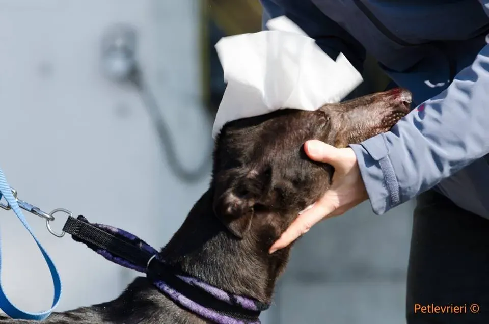 ThunderSen adozione greyhound macao 3