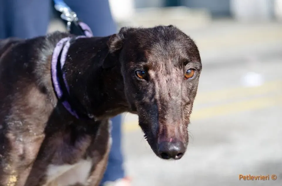 ThunderSen adozione greyhound macao 4