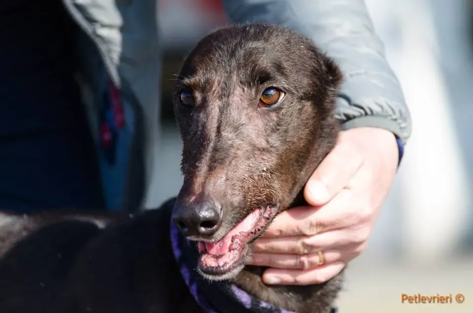 ThunderSen adozione greyhound macao 5