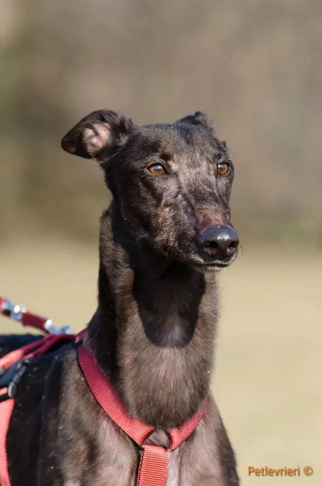 ThunderSen adozione greyhound macao 6