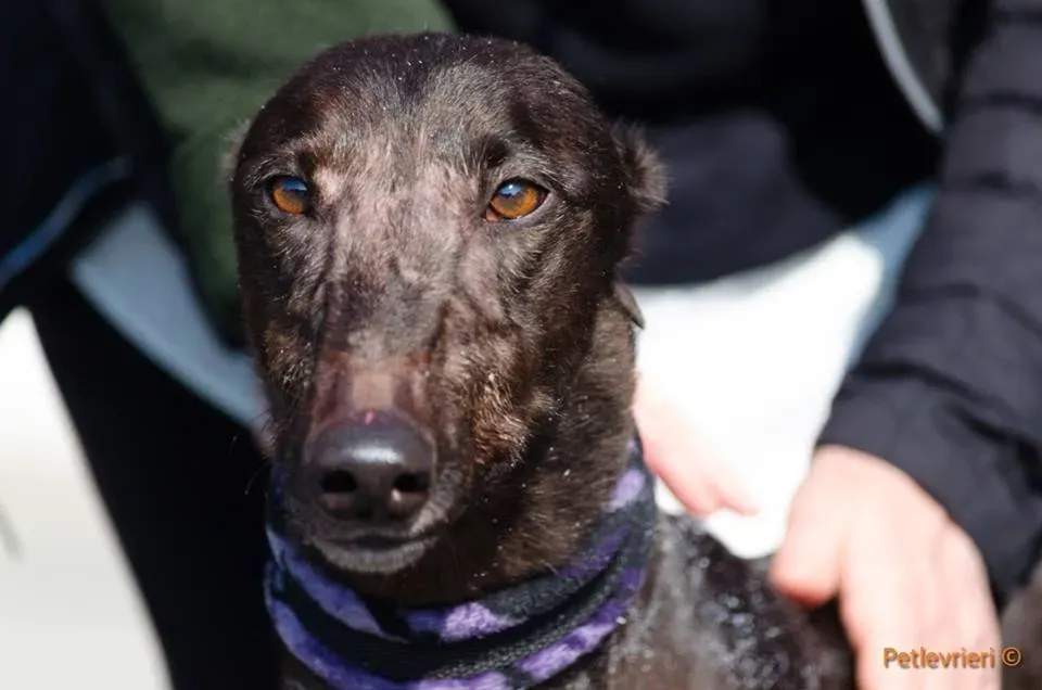 ThunderSen adozione greyhound macao 7