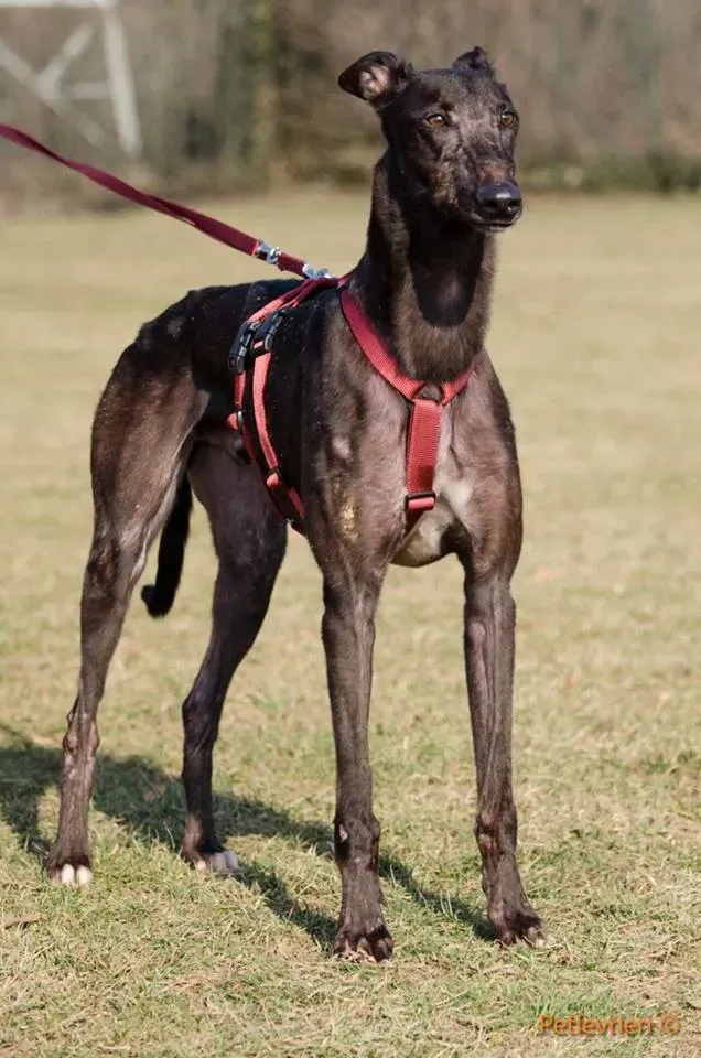 ThunderSen adozione greyhound macao 8