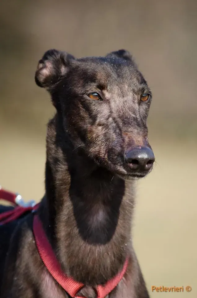 ThunderSen adozione greyhound macao 9