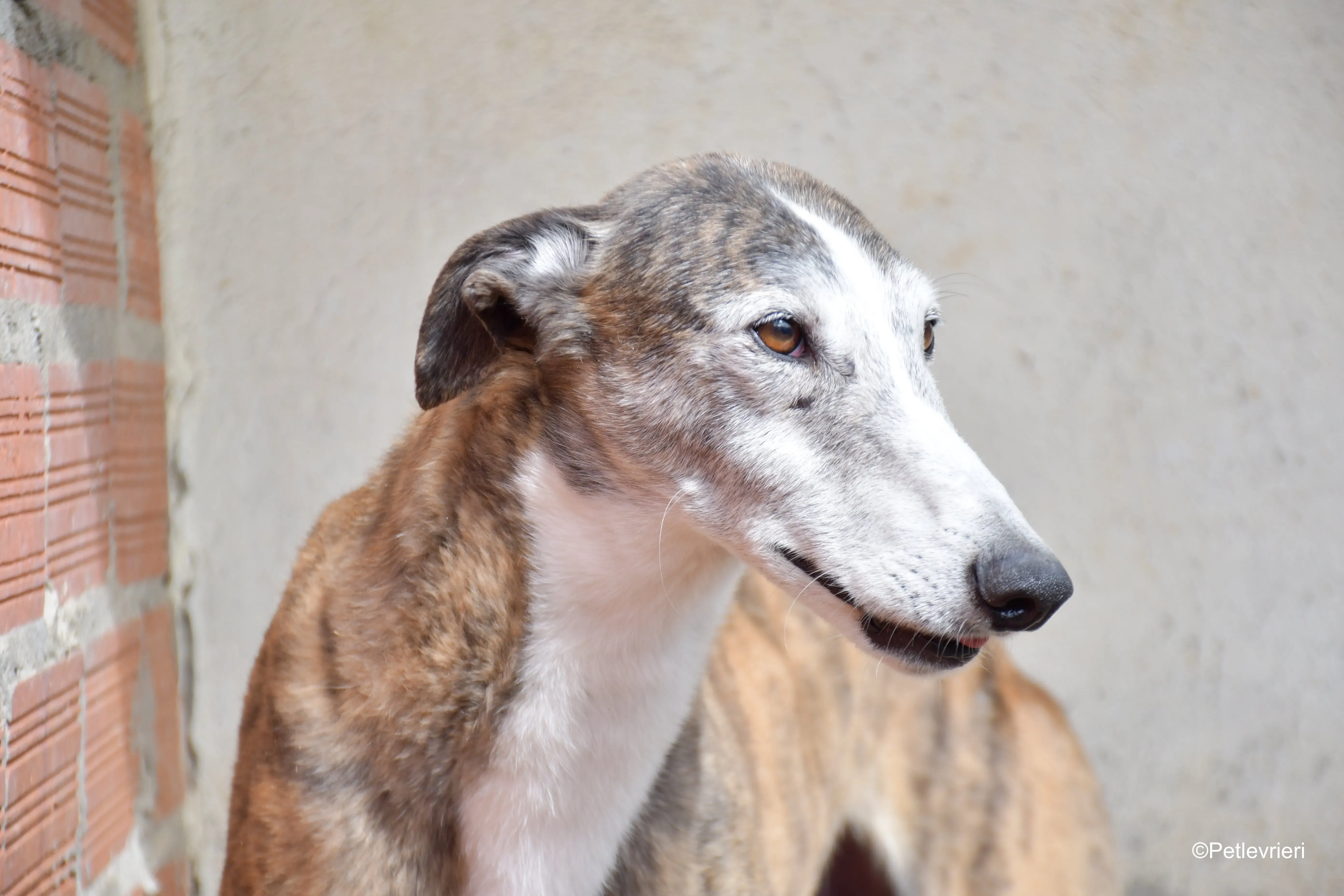 Tiago adozione levrieri galgo 1