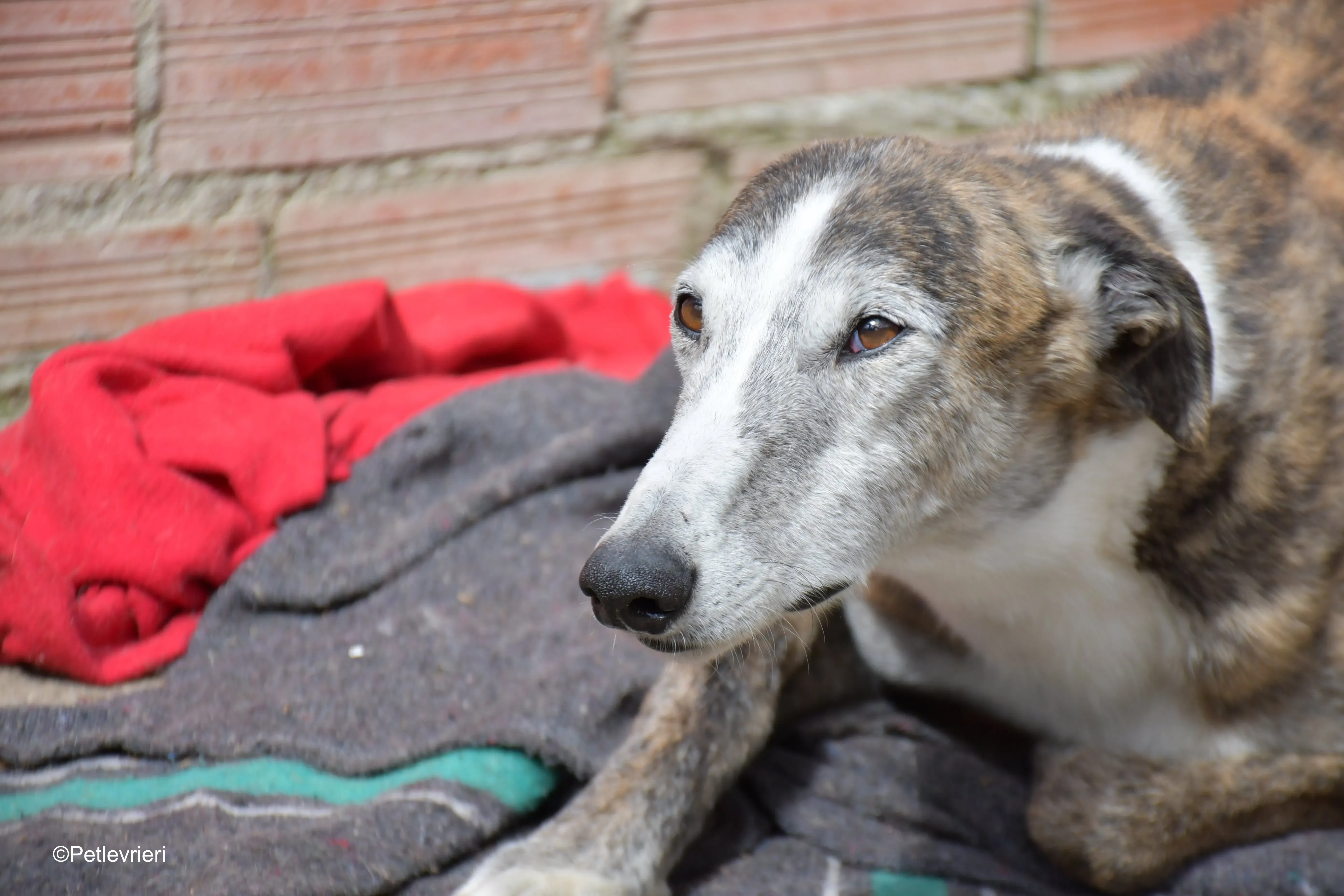 Tiago adozione levrieri galgo 10