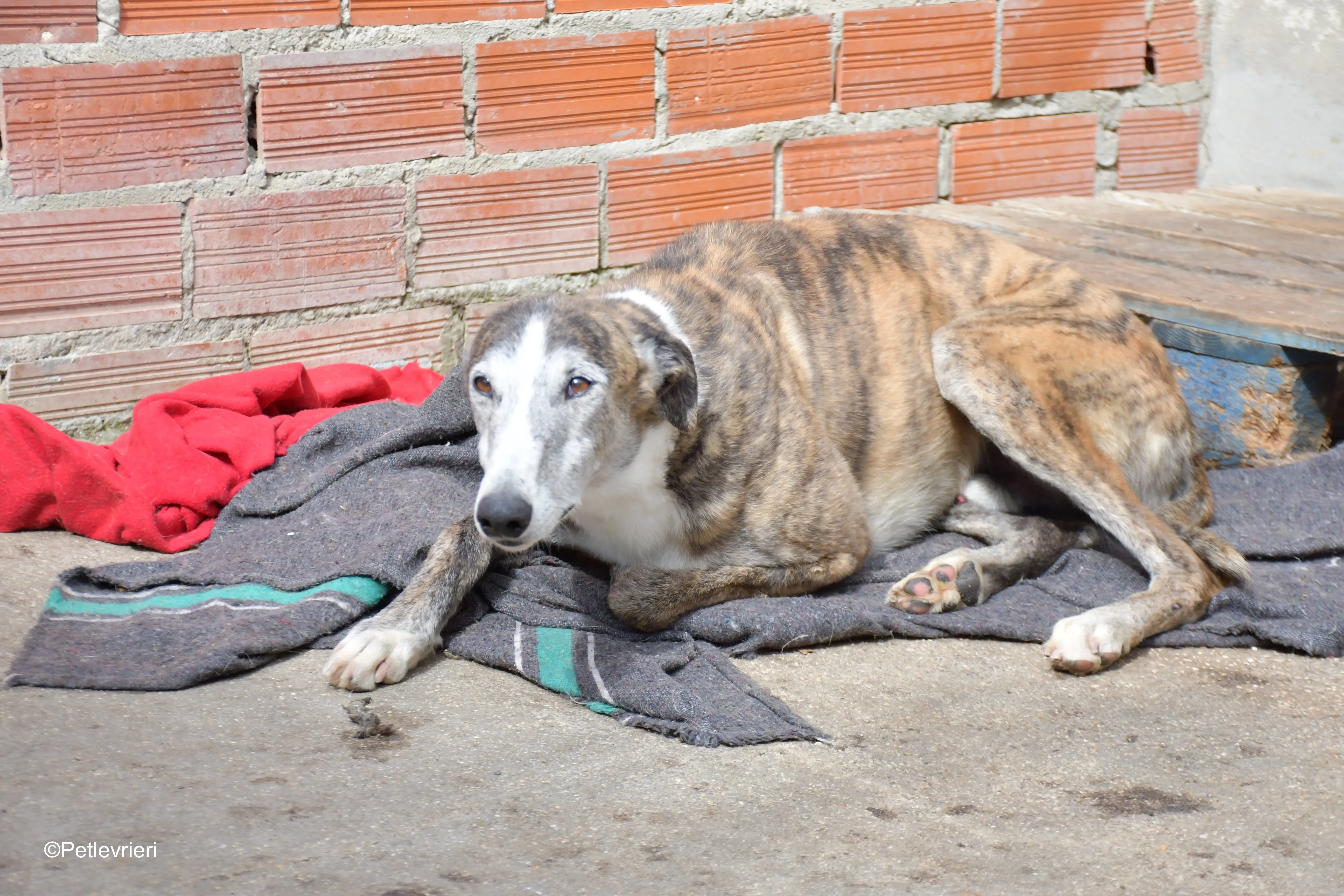 Tiago adozione levrieri galgo 11