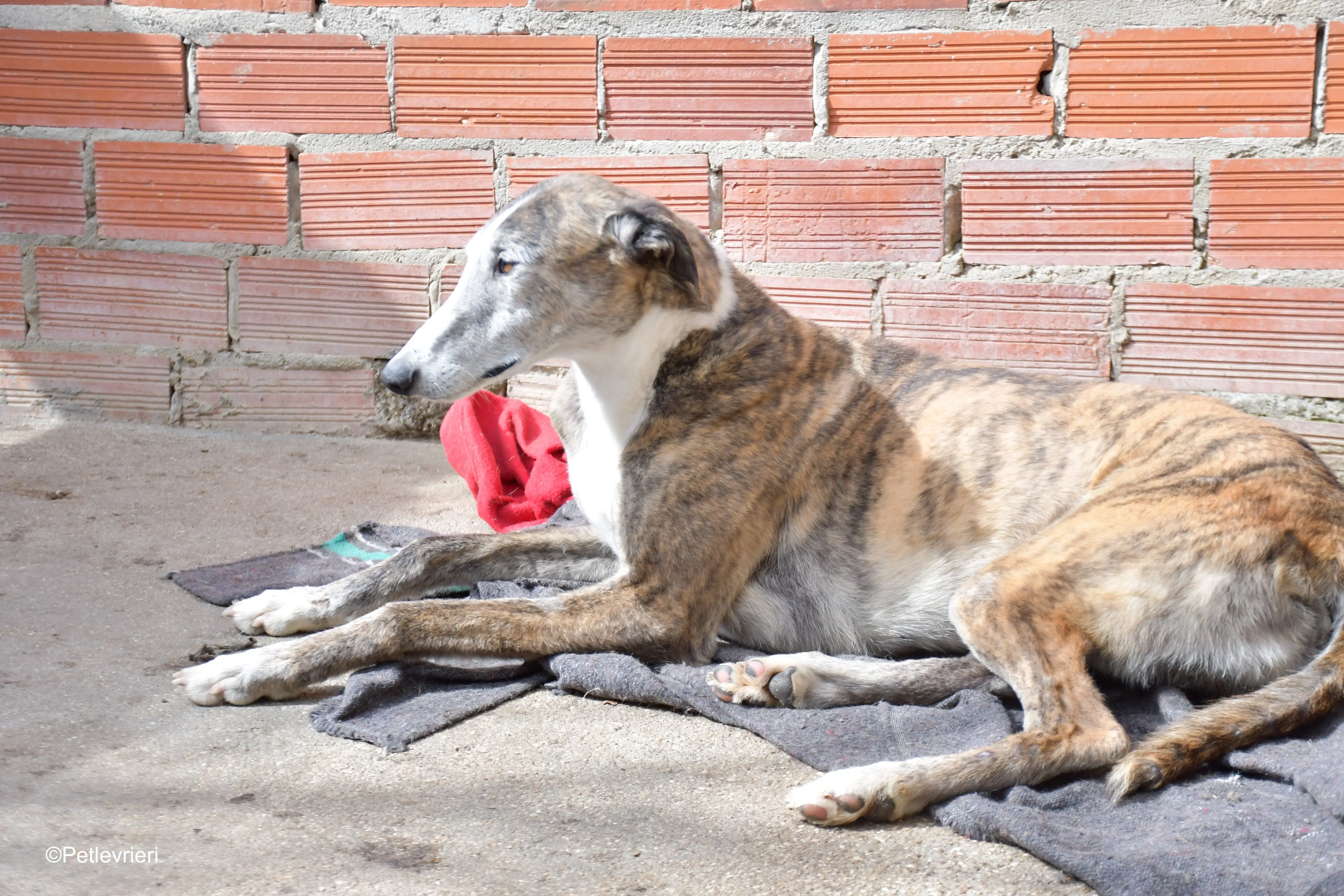 Tiago adozione levrieri galgo 12