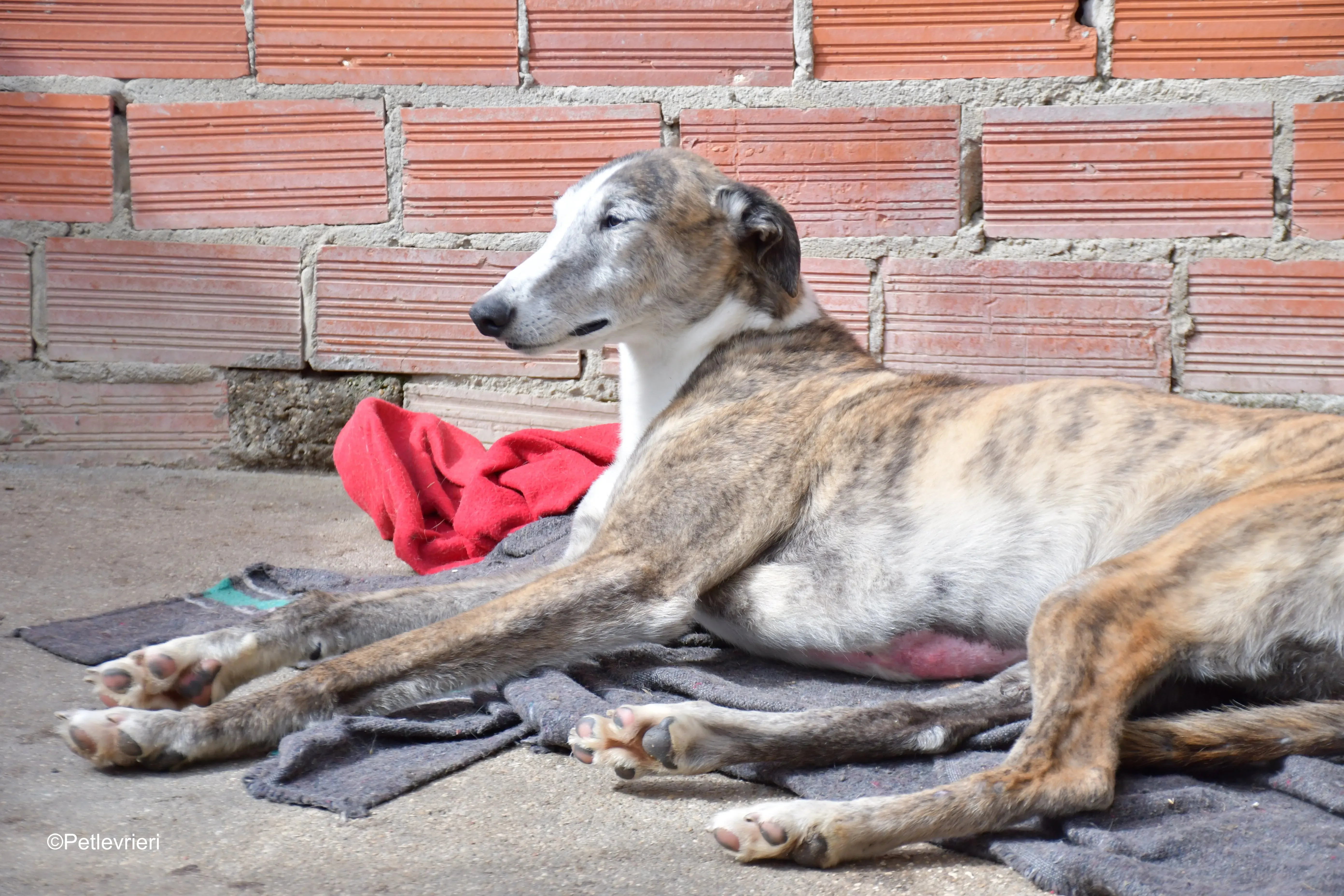 Tiago adozione levrieri galgo 13