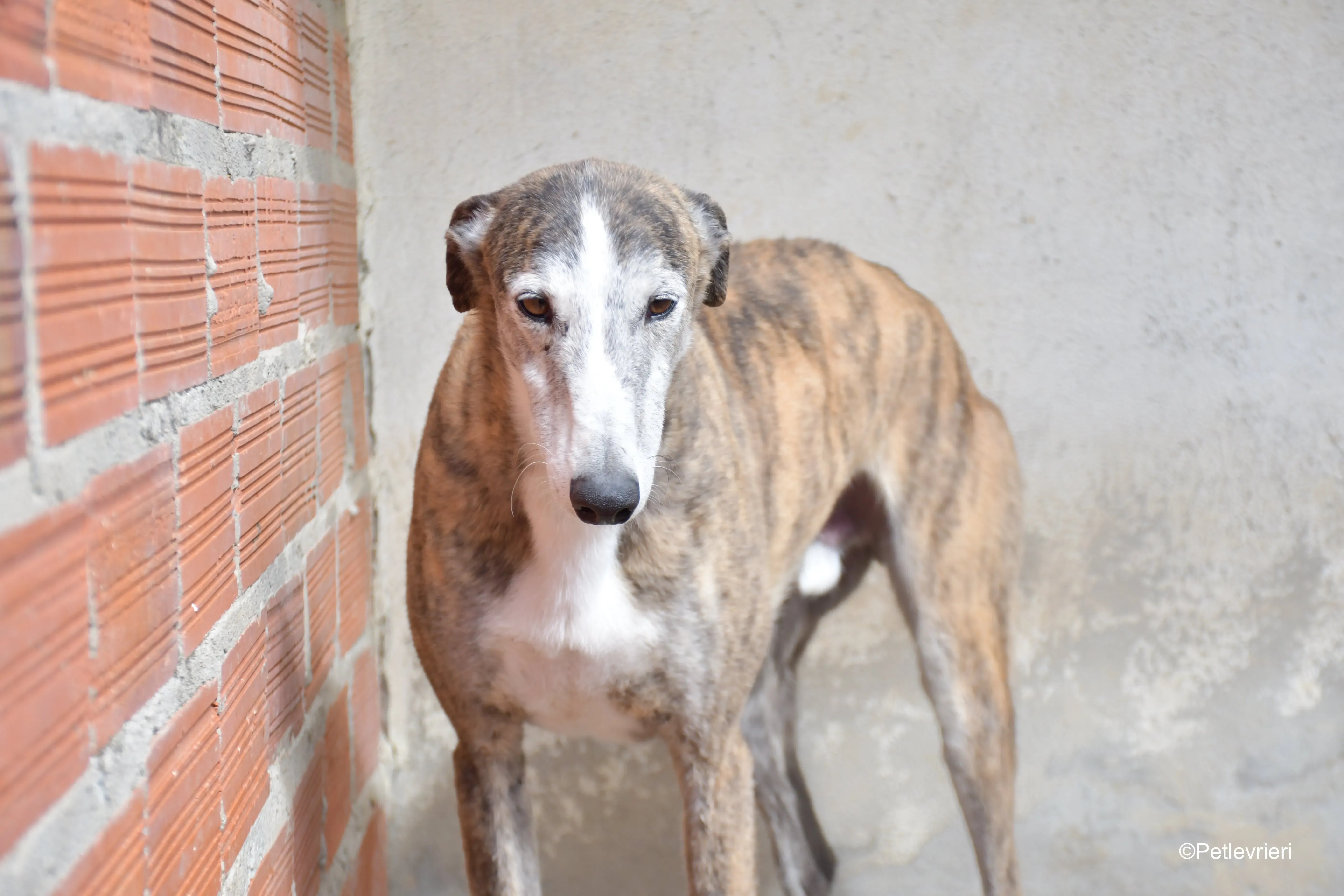 Tiago adozione levrieri galgo 2