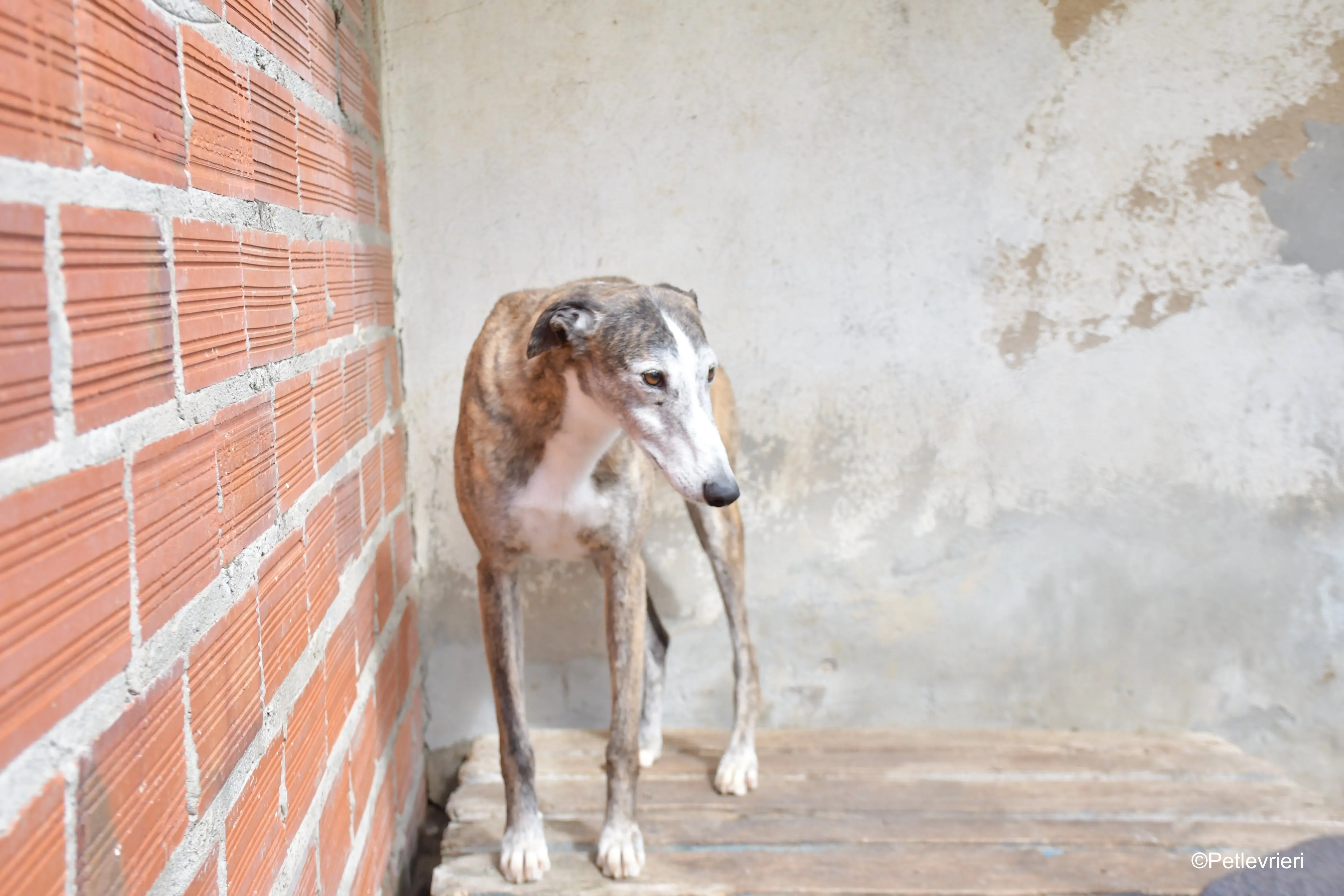 Tiago adozione levrieri galgo 3
