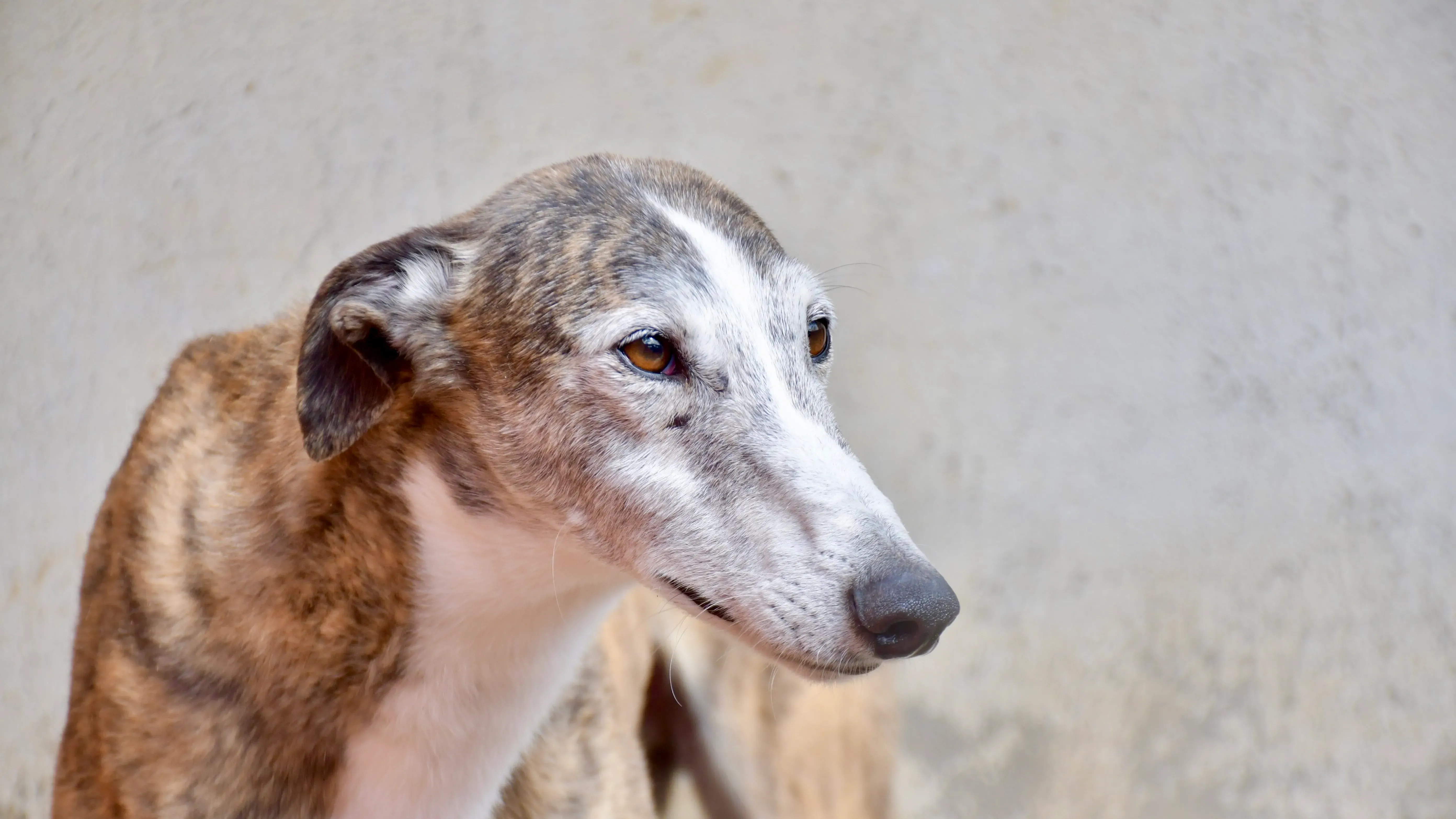 Tiago adozione levrieri galgo 4