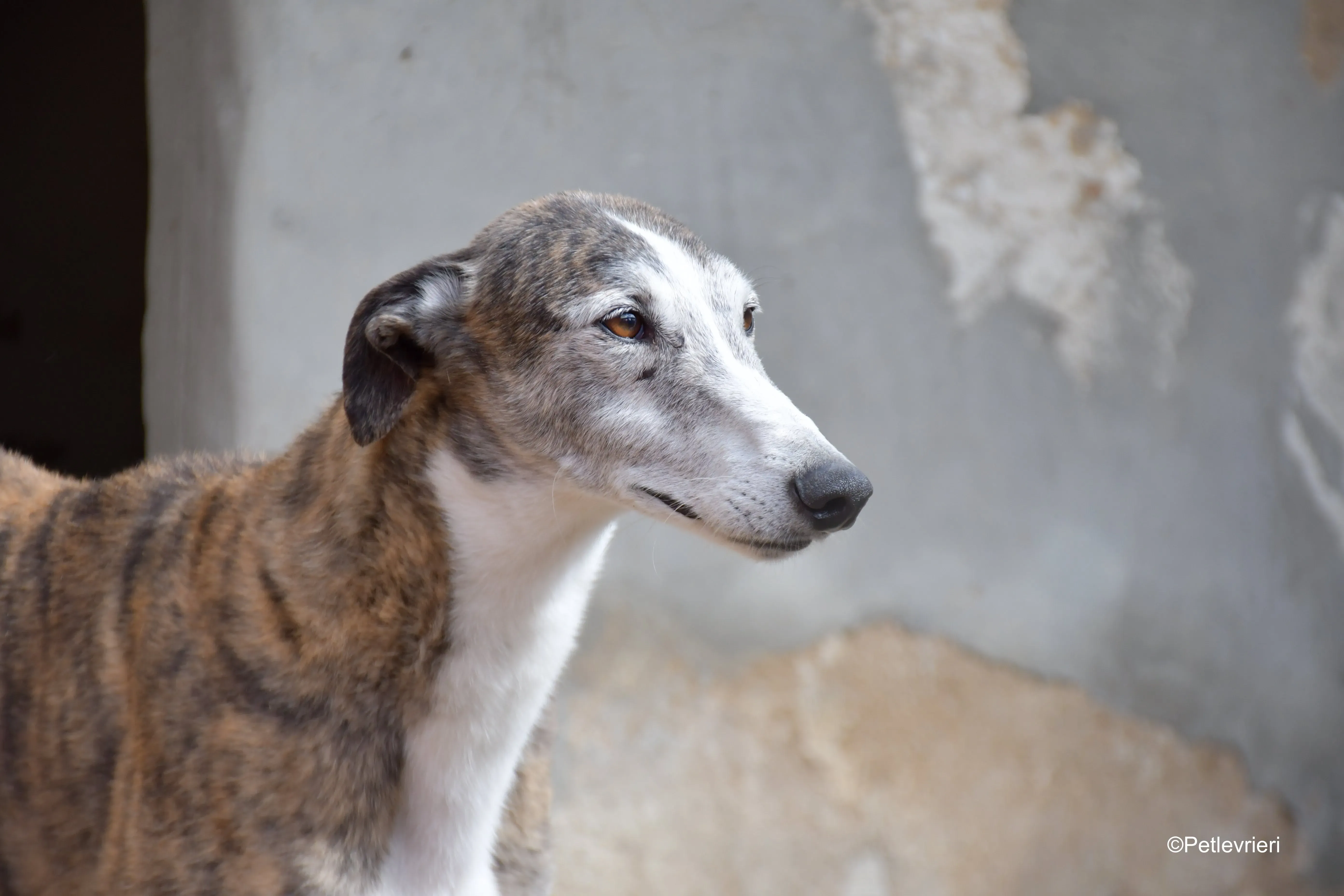 Tiago adozione levrieri galgo 6