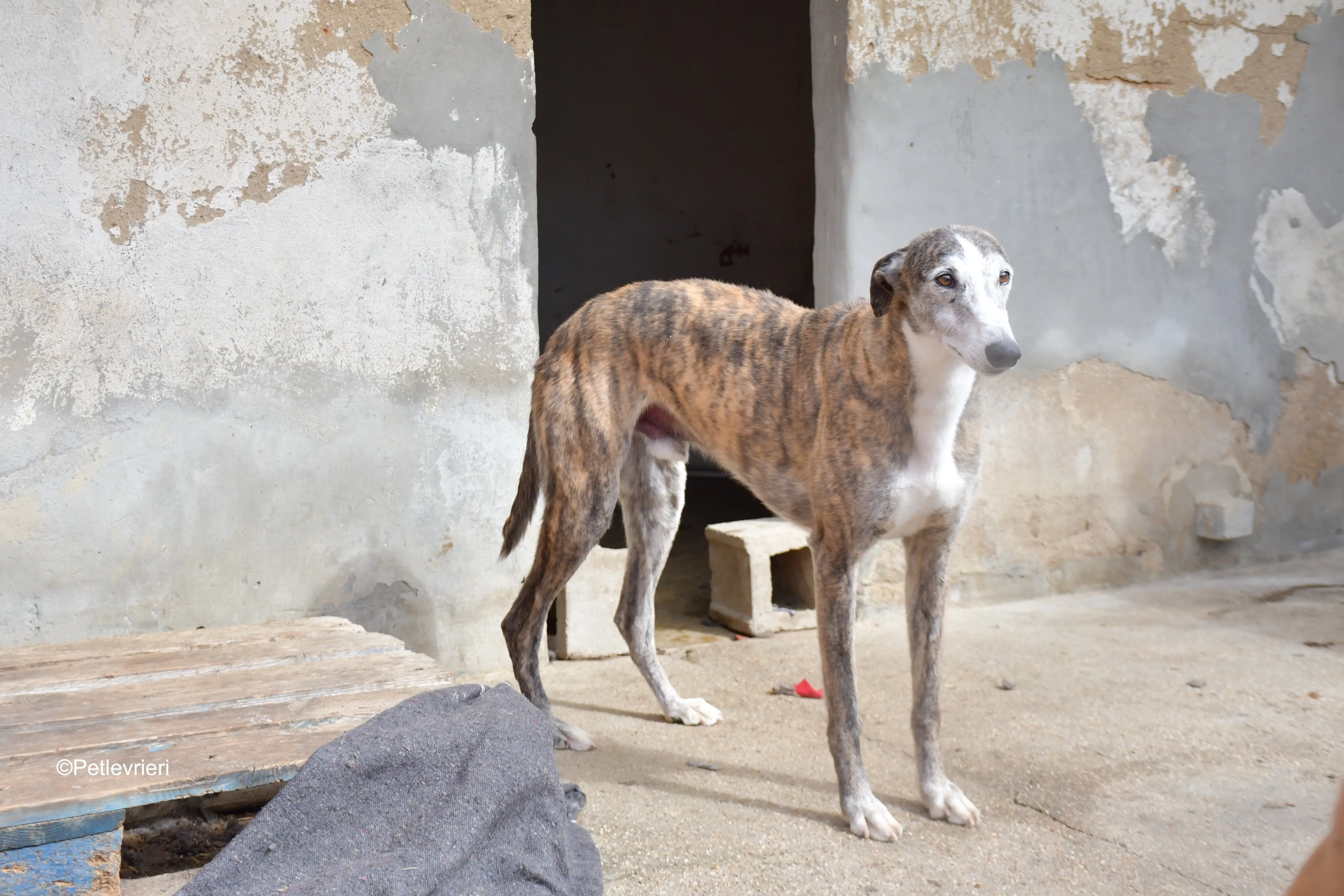 Tiago adozione levrieri galgo 7